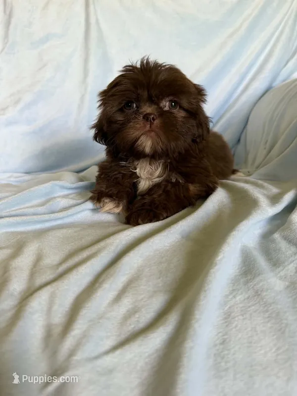 Milo – Shih Tzu puppy for sale in Morgantown, KY
