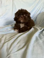 Milo, a male Shih Tzu for sale in Morgantown, KY – 1 of 6