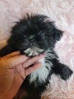 Wavie, a female Shih Tzu for sale in Morgantown, KY – 5 of 10