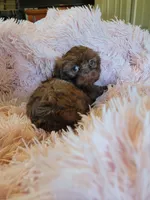 Lady, a female Shih Tzu for sale in Morgantown, KY – 5 of 10