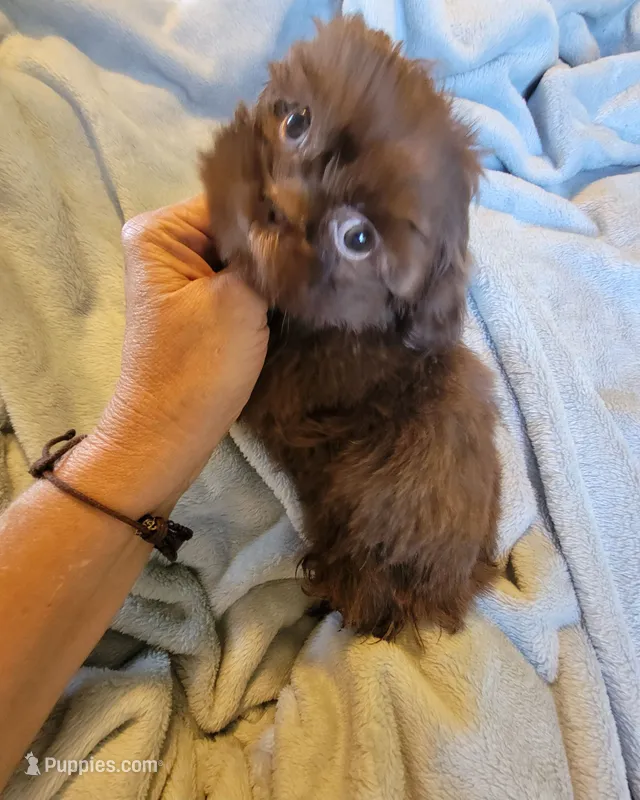Bow – Shih Tzu puppy for sale in Morgantown, KY