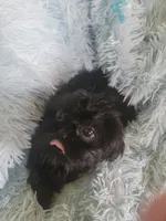 Blackie, a female Shih Tzu for sale in Morgantown, KY – Photo 2 of 7