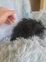 Blackie, a female Shih Tzu for sale in Morgantown, KY – Photo 3 of 7