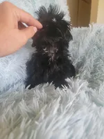 Blackie, a female Shih Tzu for sale in Morgantown, KY – Photo 4 of 7