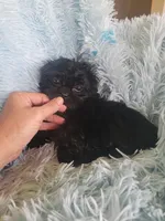 Blackie, a female Shih Tzu for sale in Morgantown, KY – Photo 6 of 7