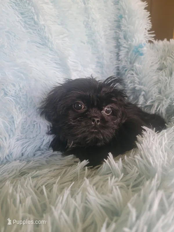 Blackie – Shih Tzu puppy for sale in Morgantown, KY