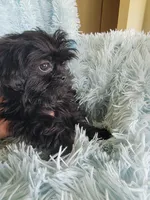 Blackie, a female Shih Tzu for sale in Morgantown, KY – Photo 7 of 7