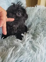 Blackie, a female Shih Tzu for sale in Morgantown, KY – Photo 5 of 7