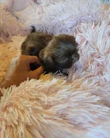 Tiny, a female Shih Tzu for sale in Morgantown, KY – 9 of 10