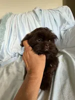 Pipper, a male Shih Tzu for sale in Morgantown, KY – 4 of 4