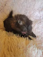 Avia, a female Shih Tzu for sale in Morgantown, KY – 3 of 10