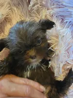 Tiny, a female Shih Tzu for sale in Morgantown, KY – 8 of 10