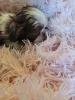 Baby, a female Shih Tzu for sale in Morgantown, KY – 5 of 10