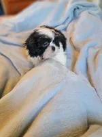 Mikey, a male Shih Tzu for sale in Morgantown, KY – 10 of 10
