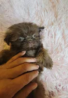 Candy, a female Shih Tzu for sale in Morgantown, KY – 8 of 10
