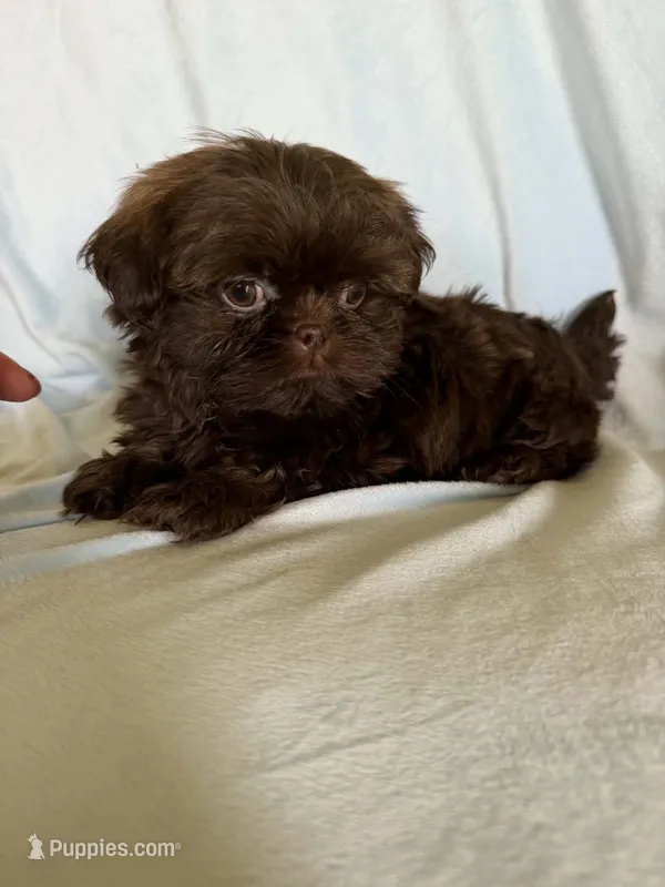 Bobby – Shih Tzu puppy for sale in Morgantown, KY