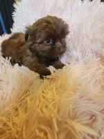 Candy, a female Shih Tzu for sale in Morgantown, KY – 2 of 10