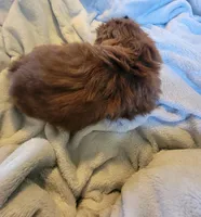 Bow, a male Shih Tzu for sale in Morgantown, KY – 10 of 10