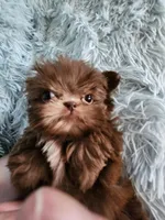 Chase, a male Shih Tzu for sale in Morgantown, KY – Photo 7 of 9