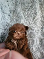 Chase, a male Shih Tzu for sale in Morgantown, KY – Photo 6 of 9