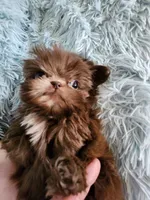 Chase, a male Shih Tzu for sale in Morgantown, KY – Photo 5 of 9