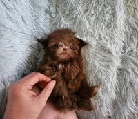 Chase, a male Shih Tzu for sale in Morgantown, KY – Photo 1 of 9
