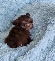 Chase, a male Shih Tzu for sale in Morgantown, KY – Photo 2 of 9