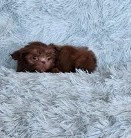 Chase, a male Shih Tzu for sale in Morgantown, KY – Photo 3 of 9