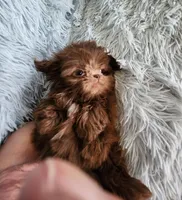 Chase, a male Shih Tzu for sale in Morgantown, KY – Photo 4 of 9