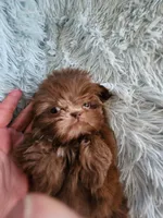 Chase, a male Shih Tzu for sale in Morgantown, KY – Photo 9 of 9