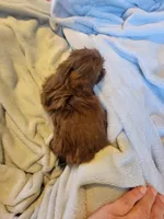 Bow, a male Shih Tzu for sale in Morgantown, KY – 7 of 10