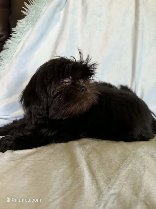 Pepper – Shih Tzu puppy for sale in Morgantown, KY