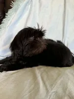 Pepper, a male Shih Tzu for sale in Morgantown, KY – 1 of 5