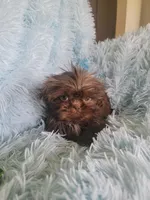 Tammy, a female Shih Tzu for sale in Morgantown, KY – Photo 7 of 7