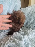 Tammy, a female Shih Tzu for sale in Morgantown, KY – Photo 6 of 7