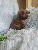 Tammy, a female Shih Tzu for sale in Morgantown, KY – Photo 2 of 7