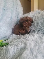 Tammy, a female Shih Tzu for sale in Morgantown, KY – Photo 3 of 7