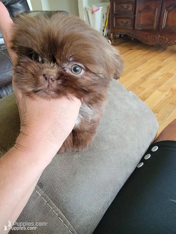 Tammy – Shih Tzu puppy for sale in Morgantown, KY