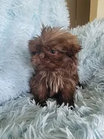 Tammy, a female Shih Tzu for sale in Morgantown, KY – Photo 5 of 7