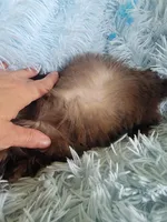 Tammy, a female Shih Tzu for sale in Morgantown, KY – Photo 4 of 7