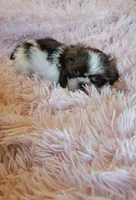 Honey, a female Shih Tzu for sale in Morgantown, KY – 10 of 10