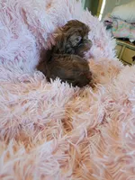 Lady, a female Shih Tzu for sale in Morgantown, KY – 4 of 10