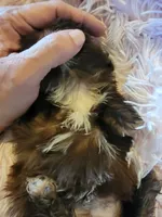 Tiny, a female Shih Tzu for sale in Morgantown, KY – 7 of 10