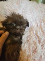 Annie, a female Shih Tzu for sale in Morgantown, KY – 10 of 10