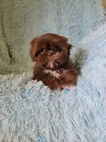 Joe, a male Shih Tzu for sale in Morgantown, KY – 2 of 6