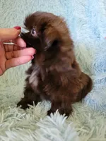 Mannie, a male Shih Tzu for sale in Morgantown, KY – 2 of 5