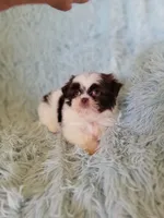Bandent, a male Shih Tzu for sale in Morgantown, KY – 2 of 6