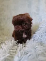 Mannie, a male Shih Tzu for sale in Morgantown, KY – 4 of 5