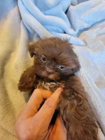 Bow, a male Shih Tzu for sale in Morgantown, KY – 2 of 10