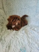 Joe, a male Shih Tzu for sale in Morgantown, KY – 5 of 6